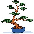 bonsai tree image